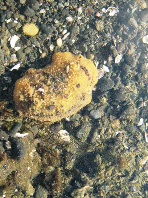 montereydorid