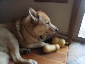 dog-with-squash dog-with-squash