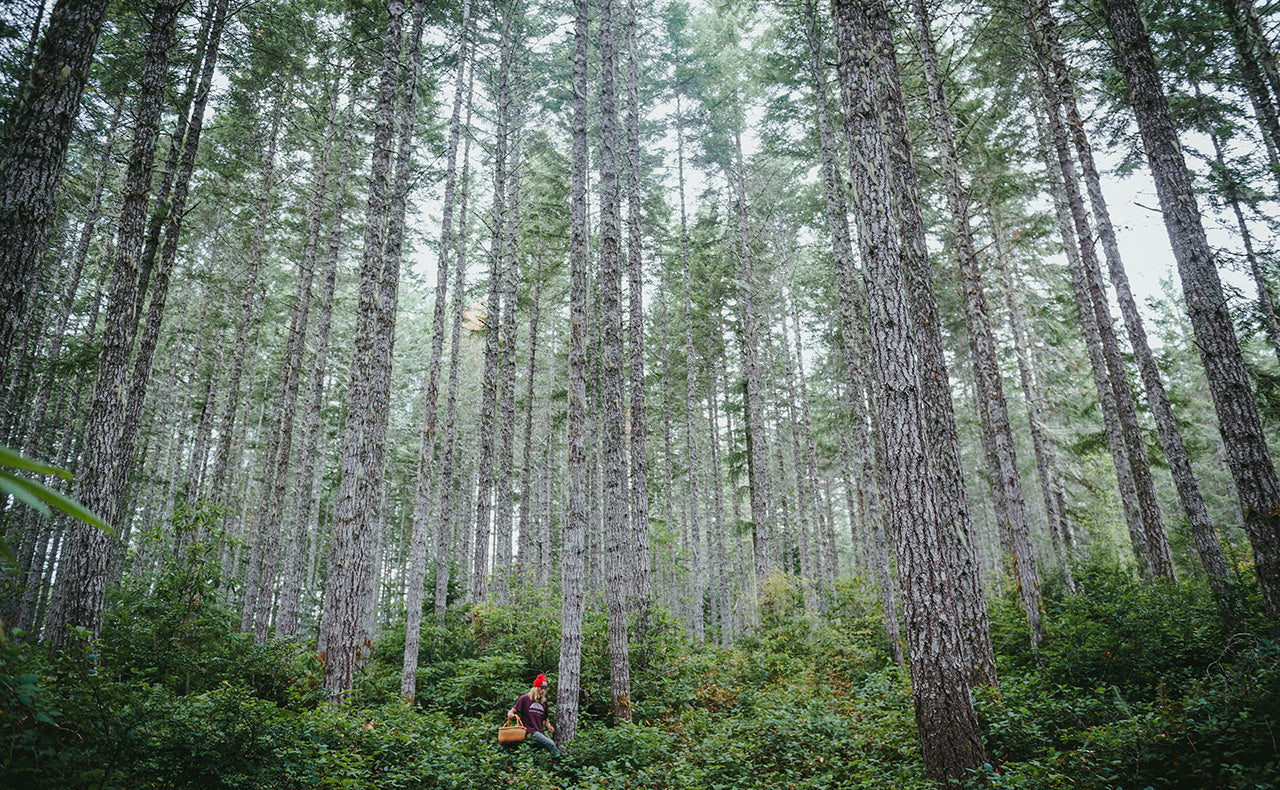 Mushroom Hunt photo by Jenn Repp