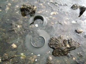 moon-snail-egg-cases