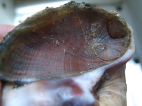 operlecum2 operlecum2