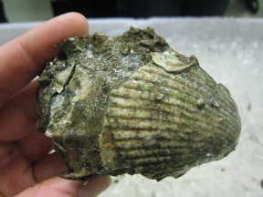 oysterclam1 oysterclam1