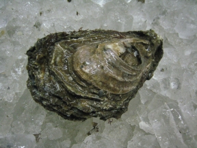 oysterclam2 oysterclam2