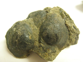 petrified-clam3 petrified-clam3