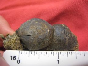 petrified-clams2 petrified-clams2