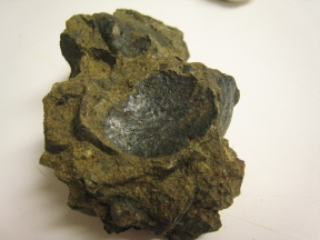 petrifiedclam4 petrifiedclam4