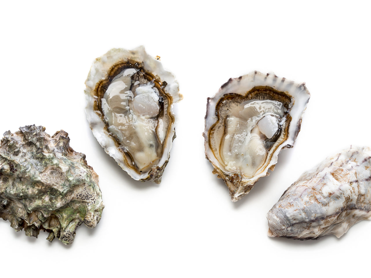 a silhouette of 2 extra small shucked oysters on the half shell with their respective top shells placed to each's side