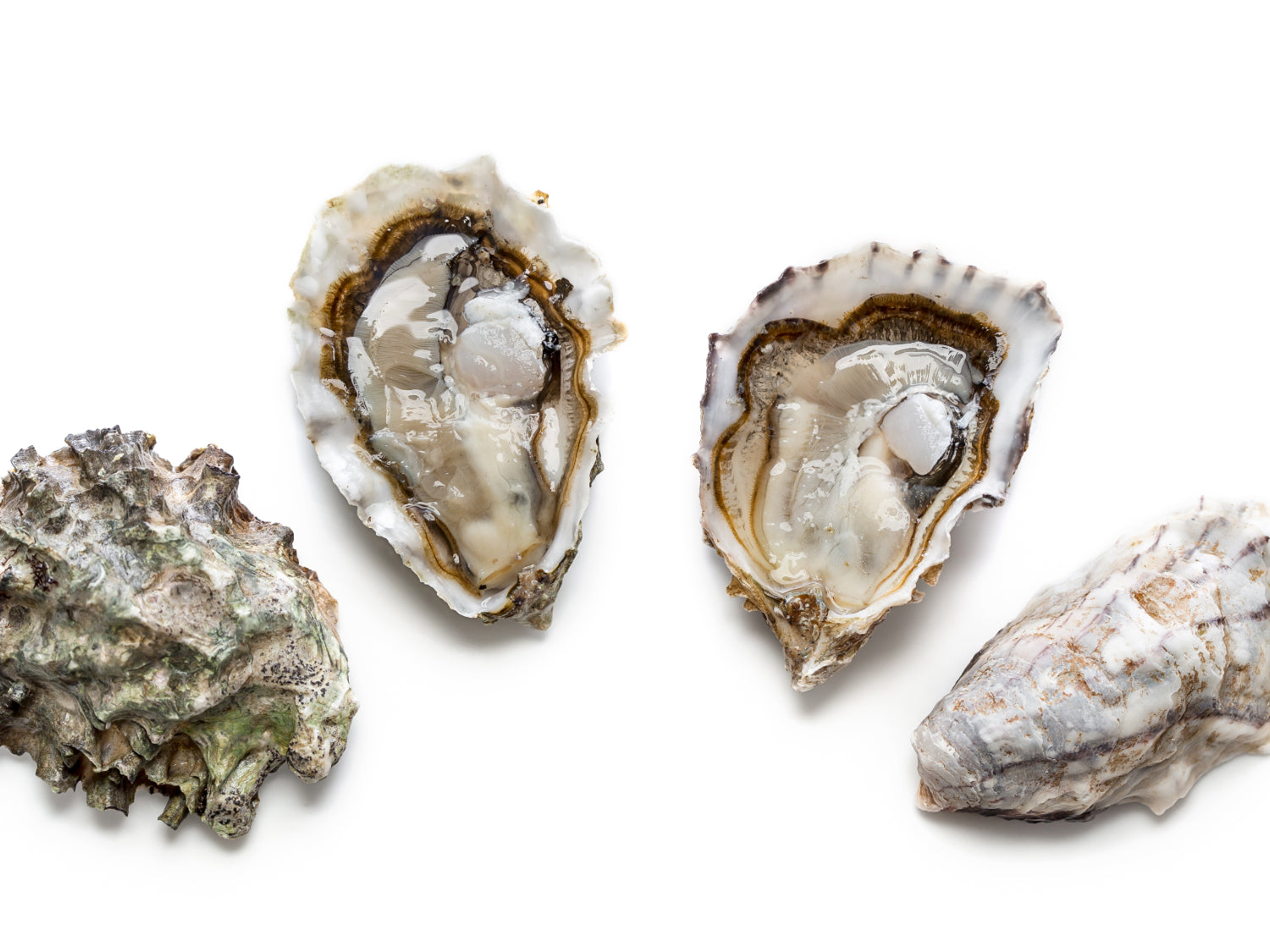 a silhouette of 2 extra small shucked oysters on the half shell with their respective top shells placed to each's side