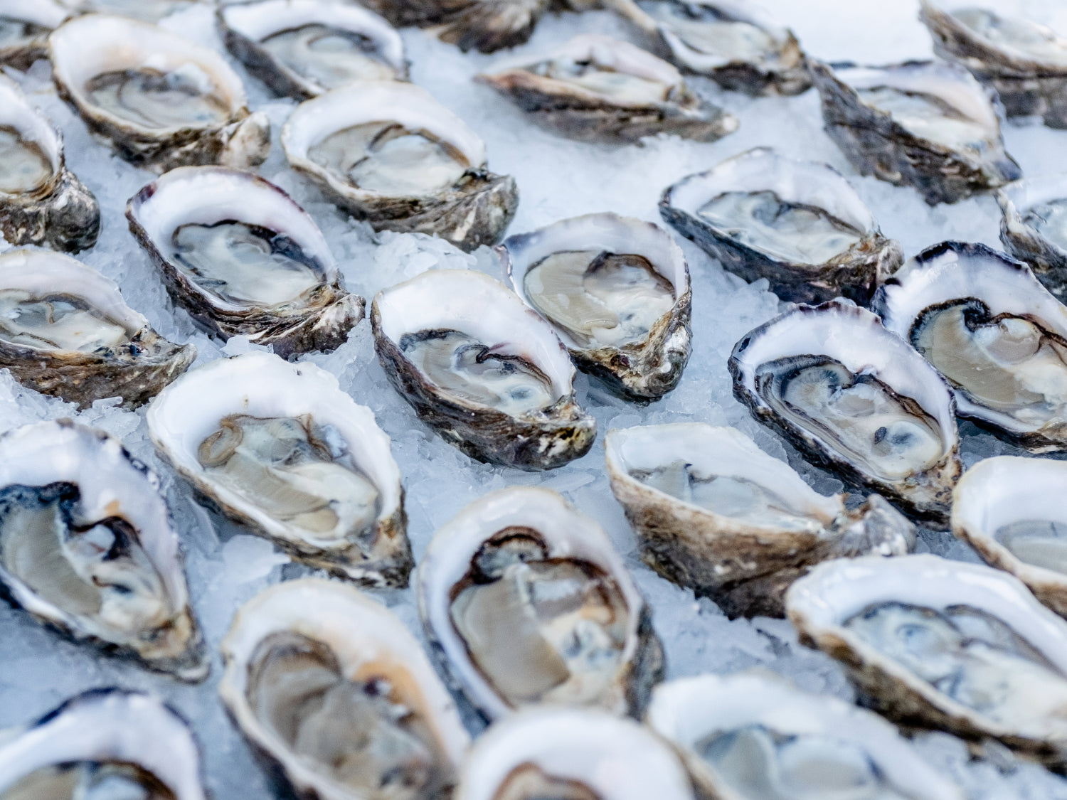 close up of extra small oysters on the half shell on a bed of ice