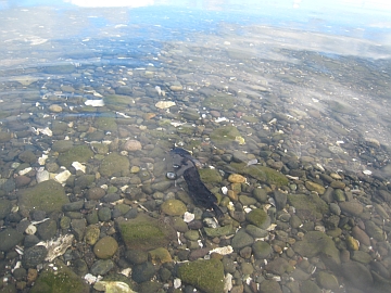 purple-thing-free2 purple-thing-free2