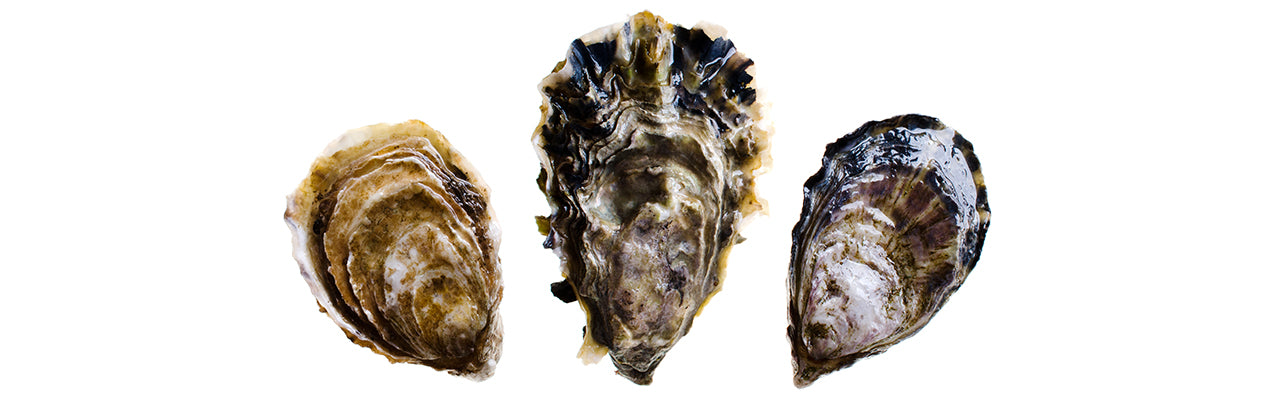 three oysters