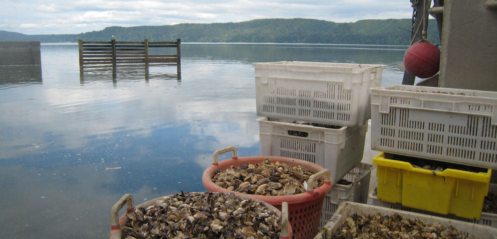image of a barge on the canal with oysters on it