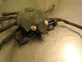 spider-crab-barnacle