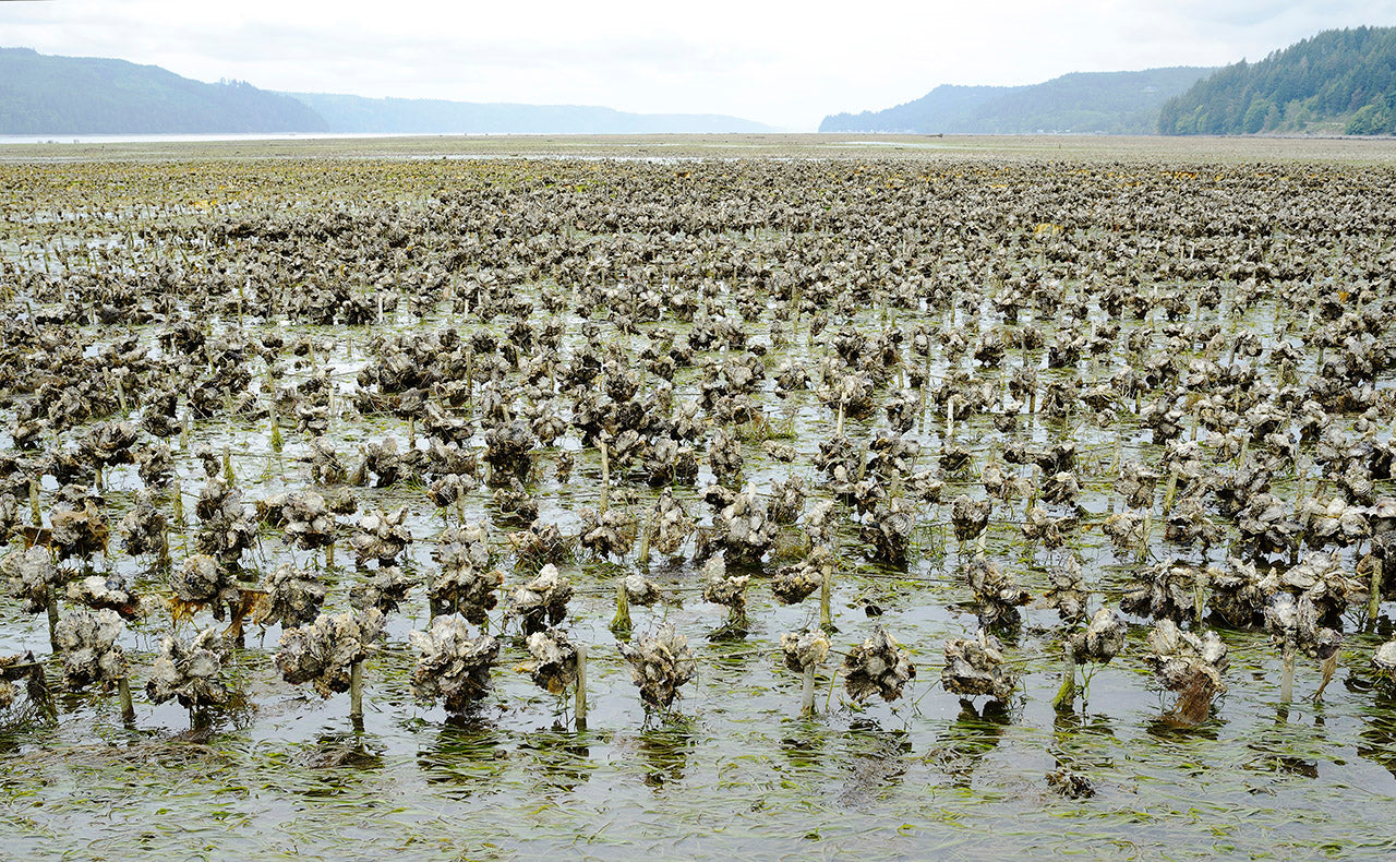 long lines by Al Oliver