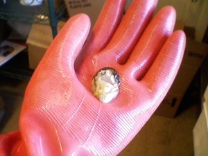 teresas-yearling teresas-yearling