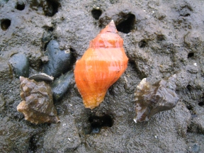 three-shells-one-bright