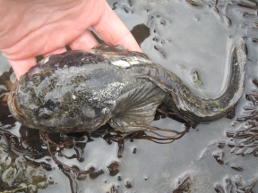 toadfish1