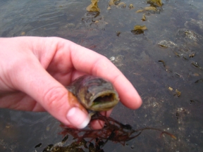 toadfish2