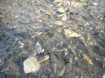 unicorn-horns1 unicorn-horns1