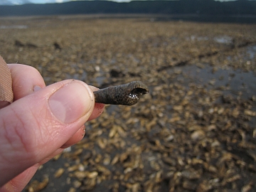 unicornhorn2 unicornhorn2