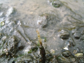 wierd-tubes-sticking-up2